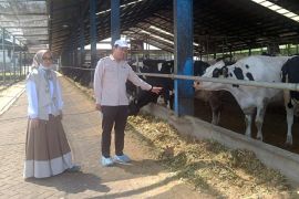OJK NTB pelajari KAN Jabung untuk perkuat koperasi agribisnis