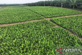 PTPN IV PalmCo akselerasi peremajaan sawit petani di Riau perkuat implementasi program B50