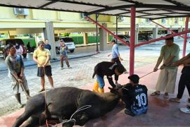 DPRD Babel Sembelih Satu Sapi dan Kambing, Perkuat Kebersamaan dan Rasa Kepedulian