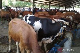 Sebagian besar sapi terjangkit PMK di Kudus sembuh