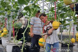 AMANAH libatkan warga kembangkan melon golden alisha
