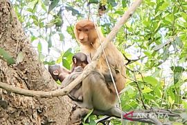 Bayi bekantan kembar curi perhatian dunia