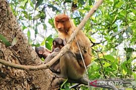 Antusias dunia menyambut bayi bekantan kembar