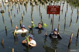 DSLNG selamatkan ekosistem pesisir lewat aksi tanam mangrove