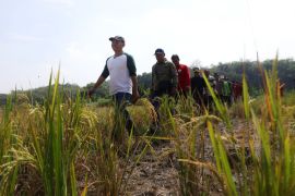 Semangat Bulan Bung Karno, Sumanto ajak warga tanam pohon lewat gerakan merawat pertiwi di Dayu