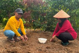 Melihat Program Perhutanan Sosial Agroforestri di Rambahan Kuansing, hasilnya melebihi sawit