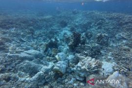 Pemprov Kaltim atur skema cegah kerusakan area konservasi laut
