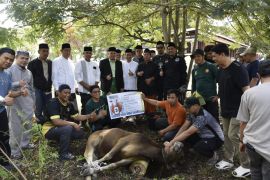 Untad siapkan 85 Sapi dan Lima Kambing kurban untuk masyarakat pada Iduladha 1447 Hijriah