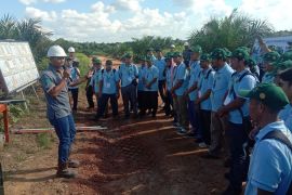 Praktisi: Petani sawit berorientasi kuantitas belum kualitas buah