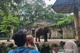 17.917 wisatawan kunjungi Taman Margasatwa Ragunan pada HUT ke-499 Jakarta