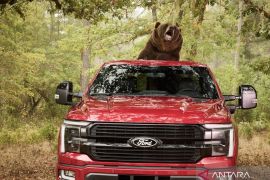 Ford uji keamanan F-150 dengan beruang kodiak berbobot 363 Kg