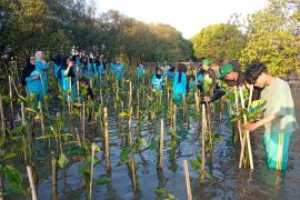 Mahasiswa UNISA Yogyakarta tanam 1.500 mangrove di Pantai Baros