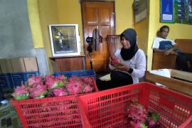 Yayasan Astra dampingi petani buah naga tembus pasar modern dan ekspor