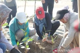 Pemkab Bangka Tengah kembangkan mangrove destinasi wisata berbasis konservasi