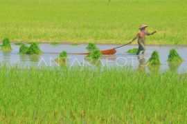 BBRMP Maluku catat luas tambah tanam padi 11.138 ha semester I 2026