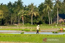 Pemkab Aceh Timur upayakan pemulihan jaringan irigasi rusak