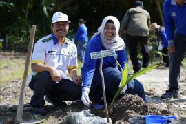 PLN UIW Babel, Pemprov dan Yayasan Ikebana sinergi tanam 4.000 bibit kelapa dan mangrove di Pantai Temberan