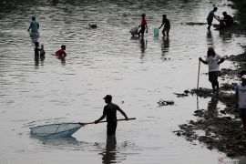 Fenomena ikan mengapung di Jombang