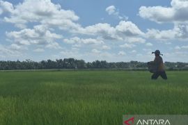Tanjab Timur cetak sawah baru 520 hektare dukung swasembada