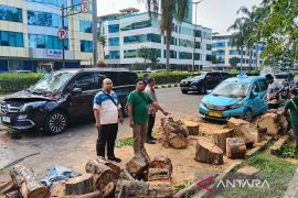 Pohon tumbang timpa mobil di Kelapa Gading, dua orang terluka