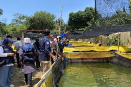 Pemkot : Batam mandiri ikan air tawar dari hasil produksi budidaya