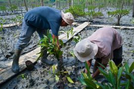 Kisah masyarakat Pasir Sakti: Dulu terkikis abrasi, kini tumbuh mangrove yang menghidupi