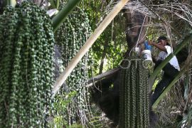 Sugar palm has potential as national bioethanol source: BRIN