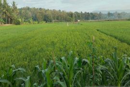 Pemkab Kulon Progo upayakan panen maksimal padi di tengah ancaman El Nino