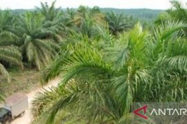 Produksi sawit petani Babel naik jadi 347.941,76 ton
