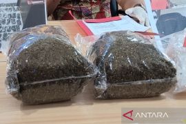 Polisi tetapkan warga negara Papua Nugini sebagai tersangka pengedar ganja