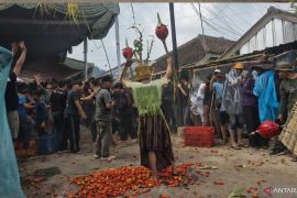 Spektrum - Lemparan tomat yang menumbuhkan sebuah tradisi di Lembang