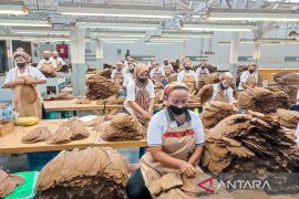 PTPN I perkuat produksi tembakau premium penuhi pasar cerutu dunia