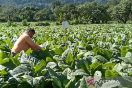 Mengupayakan titik seimbang demi menjaga kontribusi industri tembakau