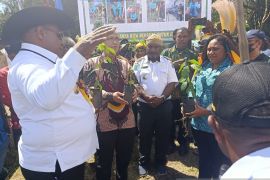 Pemkab Jayawijaya dorong warga budidaya tanaman kopi