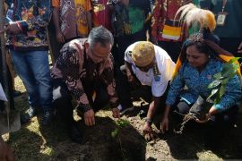 Kementerian UMKM dorong perkebunan kopi di Jayawijaya Papua Pegunungan