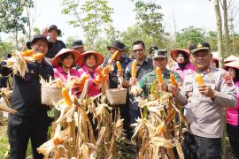 Brimob Polda Jateng panen delapan ton jagung di Kendal