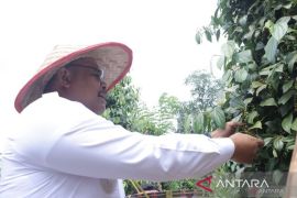 Pemprov Babel remajakan 195 hektare kebun lada petani