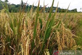 Produksi beras Kaltim triwulan pertama 57,67 ribu ton didominasi Kukar