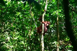 Kisah tiga orangutan kembali ke pelukan belantara Kalimantan