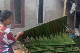 Perajin atap rumbia di Lebak kewalahan layani permintaan
