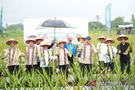Kementandorong hilirisasi produk lidah buaya di Pontianak