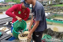 Metode keramba di Kaltim hasilkan produksi ikan tawar melimpah
