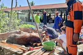 BPBD Gunungkidul evakuasi seekor sapi yang tercebur ke sumur