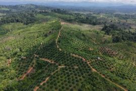 Genesis temukan sawit ilegal masih berproduksi di habitat Gajah Seblat