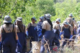 PTFI perkuat pengelolaan sampah pesisir berbasis ekonomi sirkular