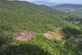 Kemenhut ungkap perambahan hutan lindung untuk kebun di Luwu Timur