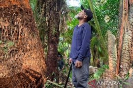Sagu Papua: Menjaga identitas budaya, memperkuat ketahanan pangan lokal