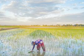 Sidrap optimistis serap 1 juta ton gabah di 2026
