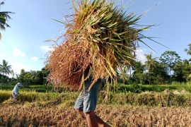 Pemkab Lombok Tengah menyalurkan benih kedelai guna naikkan minat petani