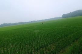 Hadapi kemarau, Pemkab Lebak minta petani gunakan pompa air